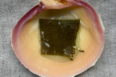 Tuechleinfarbe-Kreuzdorn-2