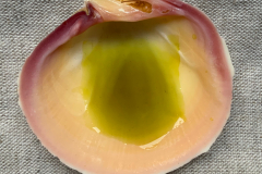 Tuechleinfarbe-Kreuzdorn-5