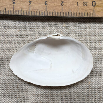 Muschelschalen – Klein